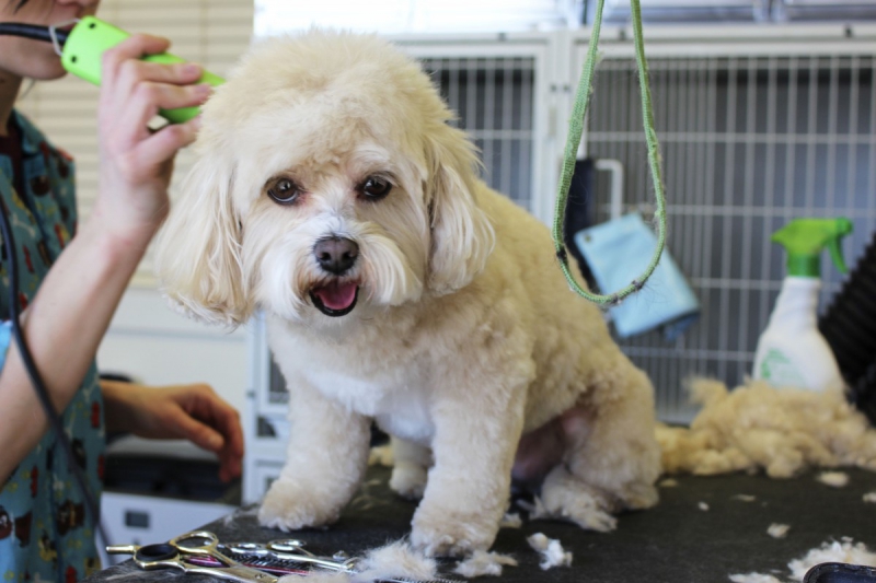 veterinaire-LA LONDE LES MAURES-min_white_dog_grooming_pet_pet_grooming_salon_groomer_fur-678977